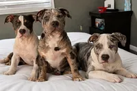 Norman, a male American Bully for sale in Jersey City, NJ – Photo 4 of 5