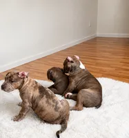 Female #2, a female American Bully for sale in Jersey City, NJ – 3 of 3