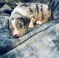 Female#4, a female American Bully for sale in Jersey City, NJ – 2 of 4