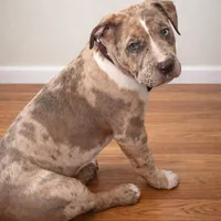 Chase, a male American Bully for sale in Staten Island, NY – Photo 1 of 2