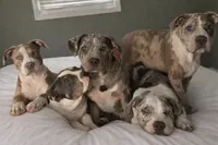 Chase, a male American Bully for sale in Jersey City, NJ – Photo 4 of 4