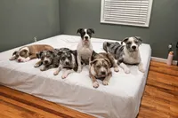 Chase, a male American Bully for sale in Jersey City, NJ – Photo 3 of 4