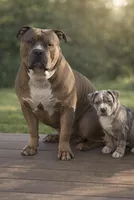 Chase, a male American Bully for sale in Staten Island, NY – Photo 2 of 2