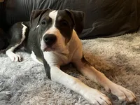 Allister, a male American Bully for sale in Jersey City, NJ – 4 of 7