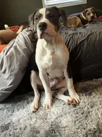 Allister, a male American Bully for sale in Jersey City, NJ – 3 of 7