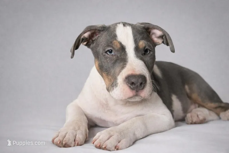 Allister – American Bully puppy for sale in Staten Island, NY