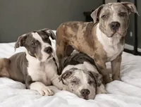 Allister, a male American Bully for sale in Jersey City, NJ – Photo 2 of 5