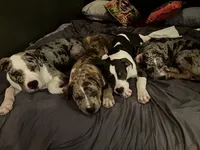 Allister, a male American Bully for sale in Jersey City, NJ – 2 of 7