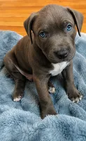 Male#2, a male American Bully for sale in Jersey City, NJ – 1 of 4