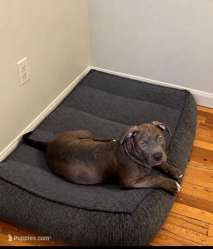 Male#2 – American Bully puppy for sale in Jersey City, NJ