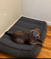 Male#2, a male American Bully for sale in Jersey City, NJ – 1 of 5