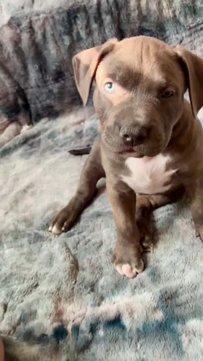 Male#2, a male American Bully for sale in Jersey City, NJ – 3 of 4