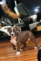 Male, a male American Bully for sale in Jersey City, NJ – 1 of 5