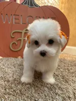 U name her, a female Maltipoo for sale in Sacramento, CA – 2 of 4