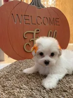 U name her, a female Maltipoo for sale in Sacramento, CA – 3 of 4