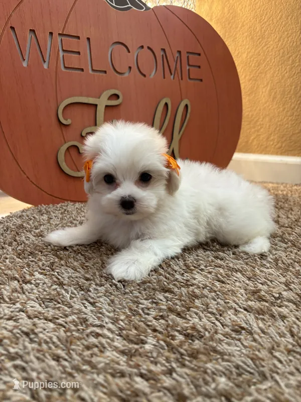 U name her – Maltipoo puppy for sale in Sacramento, CA