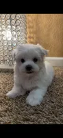 U name her, a female Maltipoo for sale in Sacramento, CA – 4 of 4