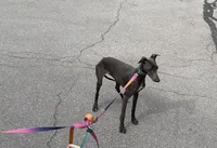 Grey-Ukrainian Boy With Pedigree, a male Italian Greyhound for sale in Lexington, KY – Photo 6 of 7
