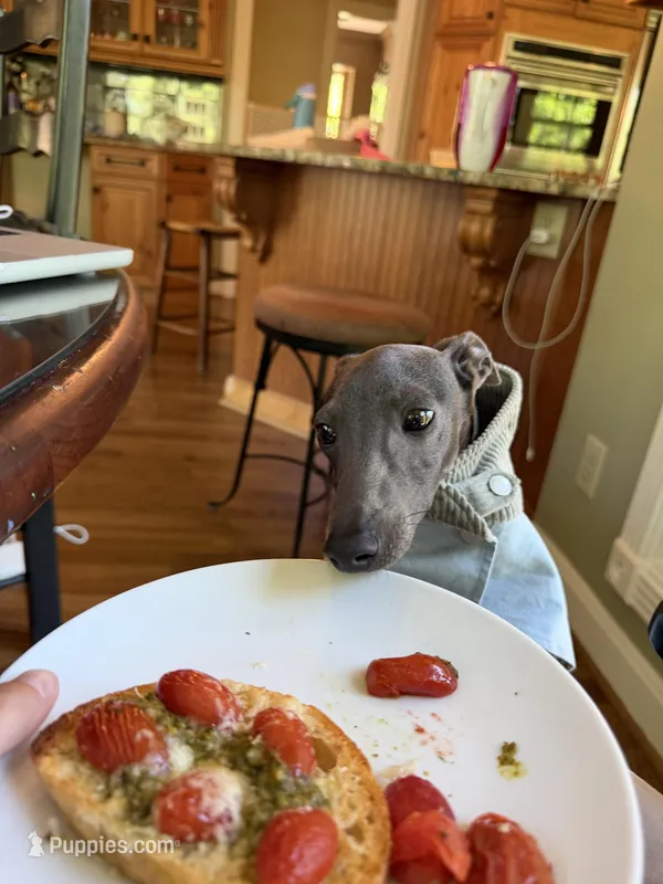 Grey-Ukrainian Boy With Pedigree – Italian Greyhound puppy for sale in Lexington, KY