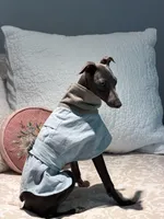 Grey-Ukrainian Boy With Pedigree, a male Italian Greyhound for sale in Lexington, KY – Photo 7 of 7