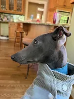 Grey-Ukrainian Boy With Pedigree, a male Italian Greyhound for sale in Lexington, KY – Photo 3 of 7