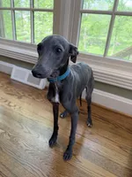 Grey-Ukrainian Boy With Pedigree, a male Italian Greyhound for sale in Lexington, KY – Photo 5 of 7