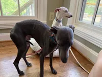 Grey-Ukrainian Boy With Pedigree, a male Italian Greyhound for sale in Lexington, KY – Photo 4 of 7