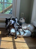 Grey-Ukrainian Boy With Pedigree, a male Italian Greyhound for sale in Lexington, KY – Photo 2 of 7