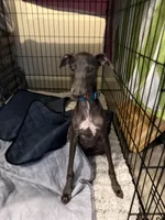 Moschino- Ukrainian Boy, a male Italian Greyhound for sale in Lexington, KY – Photo 5 of 6