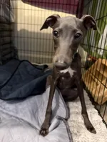 Moschino- Ukrainian Boy, a male Italian Greyhound for sale in Lexington, KY – Photo 4 of 6