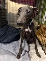 Moschino- Ukrainian Boy, a male Italian Greyhound for sale in Lexington, KY – Photo 3 of 6