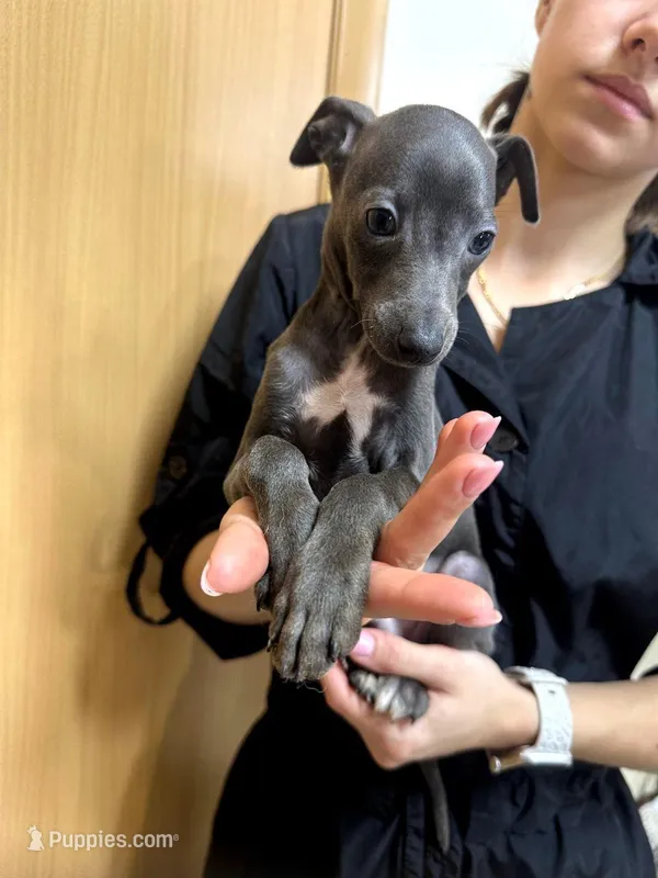 Moschino- Ukrainian Boy – Italian Greyhound puppy for sale in Lexington, KY