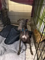 Moschino- Ukrainian Boy, a male Italian Greyhound for sale in Lexington, KY – Photo 6 of 6