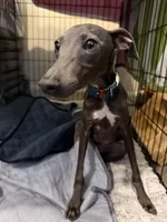 Moschino- Ukrainian Boy, a male Italian Greyhound for sale in Lexington, KY – Photo 2 of 6