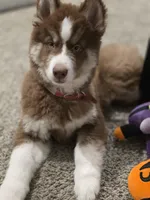 Zoe, a female Siberian Husky for sale in Sarasota, FL – Photo 3 of 3