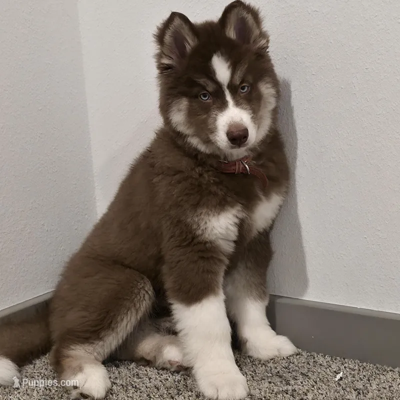 Zoe – Siberian Husky puppy for sale in Sarasota, FL