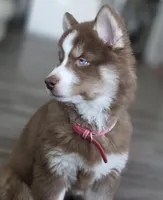 Zoe, a female Siberian Husky for sale in Sarasota, FL – Photo 2 of 3