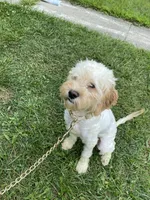 Octo, a male Cockapoo for sale in Inkster, MI – 1 of 4