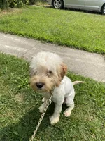 Octo, a male Cockapoo for sale in Inkster, MI – 3 of 4