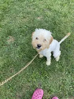 Octo, a male Cockapoo for sale in Inkster, MI – 2 of 4