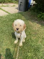 Octo, a male Cockapoo for sale in Inkster, MI – 4 of 4