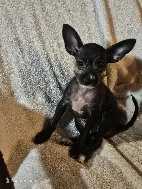 Puppy 3 – Chihuahua, Poodle - Miniature  puppy for sale in Columbia, MD