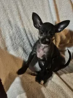 Puppy 3, a male Chihuahua and Poodle - Miniature  for sale in Columbia, MD – 1 of 3