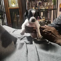 Twin 1 (Tom), a male Chipoo for sale in Columbia, MD – Photo 2 of 4