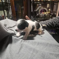 Twin 1 (Tom), a male Chipoo for sale in Columbia, MD – Photo 4 of 4