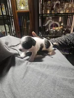 processed/c2220a79-48f8-4ab3-b877-40474a59be2d/listing/2f19b640-56b4-40a4-bafe-f0f7bbfc8389/1ecbbb17-4d79-40cc-b907-159593ce52d6