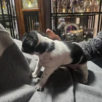 Twin 1 (Tom), a male Chipoo for sale in Columbia, MD – Photo 3 of 4