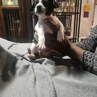 Twin 1 (Tom), a male Chipoo for sale in Columbia, MD – Photo 1 of 4