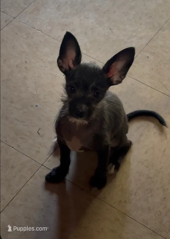 Puppy 3 – Chihuahua, Poodle - Miniature  puppy for sale in Columbia, MD