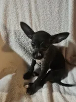 Puppy 3, a male Chihuahua and Poodle - Miniature  for sale in Columbia, MD – 3 of 3